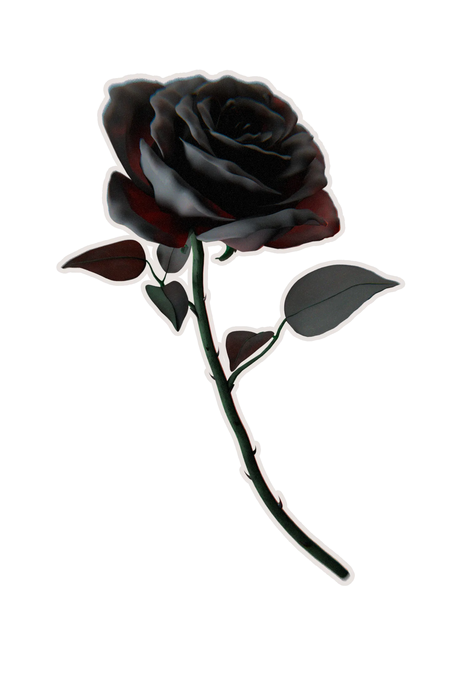 Eine schwarze Rose
